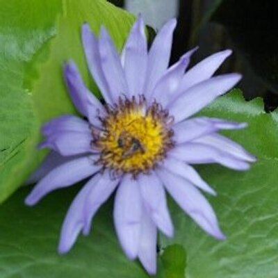 Profile Picture of SopheaSeng (@SopheaSengPP) on Twitter