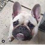 Profile Picture of 🐾Barbara🐾 (@queen_barbara_frenchie) on Instagram