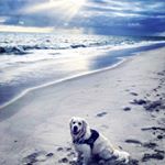 Profile Picture of Fraser John Harvey (@harvey1984) on Instagram