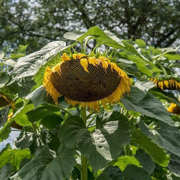 Profile Picture of Patricia Buenting (@pcbuenting) on Poshmark