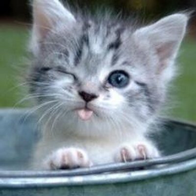 Profile Picture of Robert Hook (@roberthook9) on Twitter