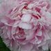 Profile Picture of Anne Lumley (@jangejange8911) on Pinterest