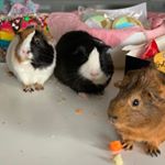 Profile Picture of Ralph Keith Grundy Ethel 🐹 (@guineasinthecity) on Instagram