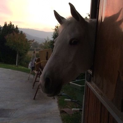 Profile Picture of Ginevra Chiappone❤️🐴 (@ginnychiappone) on Tiktok