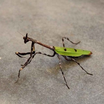 Profile Picture of Paula Dennison (@PaulaDennison8) on Twitter