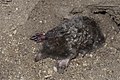 Profile Picture of Townsend's mole - Wikipediaon Wikipedia