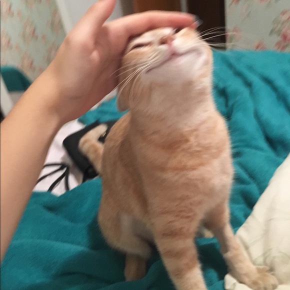 Profile Picture of Kaylah Groger (@doritos1327) on Poshmark