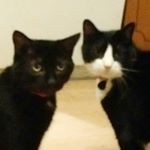 Profile Picture of Buddy and Howie (@buddy_howie_coolcats_) on Instagram