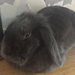 Profile Picture of Mickey And Crystal (@mickey_andi) on Instagram