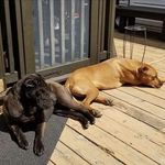 Profile Picture of David Campochiaro (@cupofcheerios) on Instagram