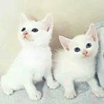 Profile Picture of Casper and Crystal (@casper_and_crystal) on Instagram