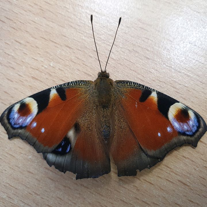 Profile Picture of Jason Pauelsen (@jasonpauelsen) on Tiktok