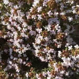 Profile Picture of Daniel Domènech (@DDBRULL) on Twitter