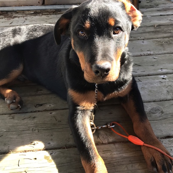 Profile Picture of Delanie Lavoy (@delanielavoy) on Poshmark