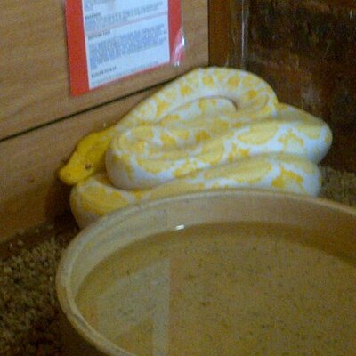 Travis Goddard - Twitter Profile Picture of Travis Goddard (@TravisStevie) on Twitter