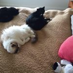 Profile Picture of Trudi Copland-Reid (@trudi_cr) on Instagram