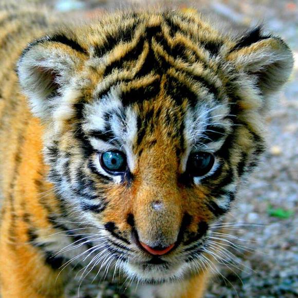 Profile Picture of Tonya Budlong (@tulipsbudlong) on Poshmark