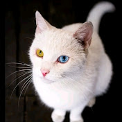 Profile Picture of Nora Aviles (@NoraAviles-nl8tl) on Youtube