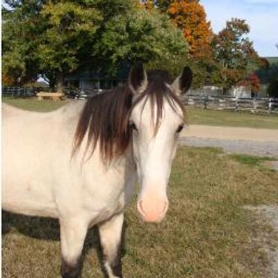 Profile Picture of Frances Bates (@wartracebates) on Twitter