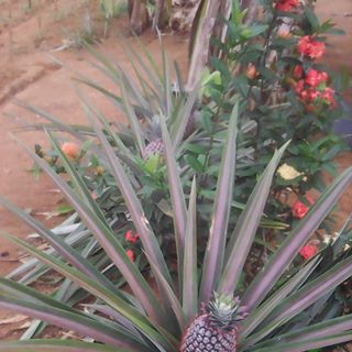 Profile Picture of Robert Sabio (@robertsabio.sabio) on Facebook