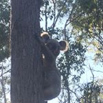 Profile Picture of Mark Stickley (@mark_bne) on Instagram