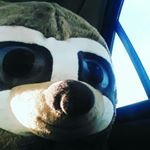 Profile Picture of davidkivett (@_sloth_boi_) on Instagram