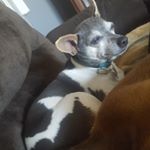 Profile Picture of lacey hanson  dahl (@dahllaceyhanson) on Instagram