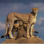 Profile Picture of Majid Tabatabai (@majerry007) on Instagram