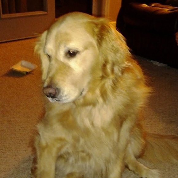 Profile Picture of Juliet Luneve (@lilybanard) on Poshmark