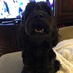 Profile Picture of Winnie Cannon (@win_pup_) on Instagram