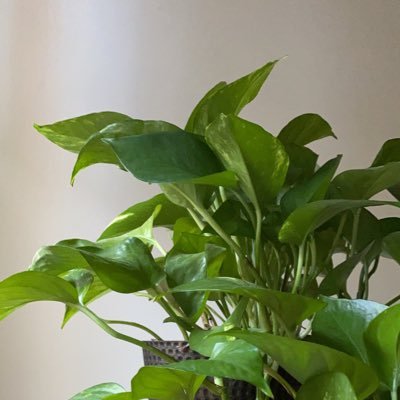Profile Picture of Plants For David Kim 2020 (@plants_kim) on Twitter