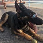 Profile Picture of Lexy Avizova (@lexy_the_shepherd) on Instagram