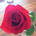Profile Picture of Nancy Schaffner Giese (@elsachance5) on Pinterest