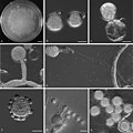Profile Picture of Conidiobolus coronatuson Wikipedia