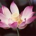 Profile Picture of Clarissa Tong (@clarissa.tong.756) on Facebook