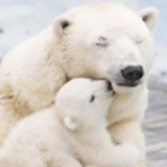 Profile Picture of Cuorebelloefelice Macliesh (@lunaeterra) on Poshmark