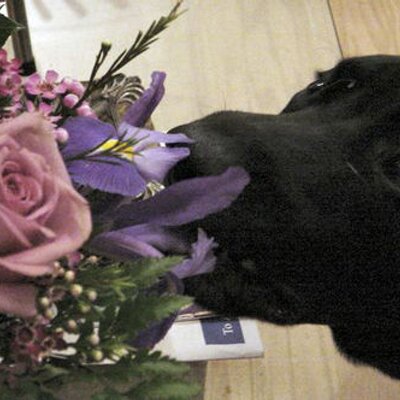 Profile Picture of Sheryl Weldon (@slweldon) on Twitter