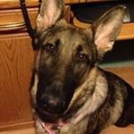 Profile Picture of David Nielsen Vanhook (@pacofseven) on Instagram