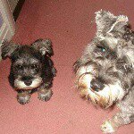 Profile Picture of ♡ Dexter & Jackson  ♡ (@dexterandjackson) on Instagram
