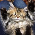 Profile Picture of Joan McGee (@mjmcgee) on Instagram