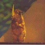 Profile Picture of Patrick Geddes (@paddygeddes) on Instagram