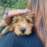 Profile Picture of GENNARINO GENTILE 🐶 (@gennarino_ferrante_22) on Instagram