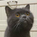 Profile Picture of 英短藍乳諾諾🐾 (@loklok_cat) on Instagram