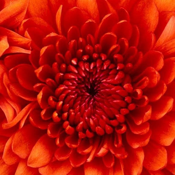 Lacey Summers - Poshmark Profile Picture of Lacey Summers (@summertimelacey) on Poshmark