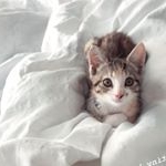 Cleo the Calico Kitten - Instagram Profile Picture of Cleo the Calico Kitten (@world.of.cleo) on Instagram