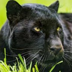 Profile Picture of Amory Schools (@AmorySchools) on Twitter