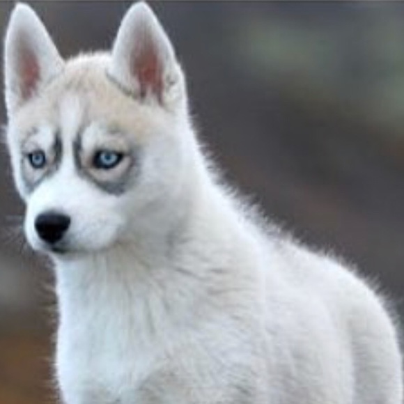 Profile Picture of Christian Tartaglia (@ctartags) on Poshmark