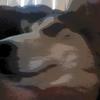 Profile Picture of Sean Asher (@@snipergod421) on Tiktok