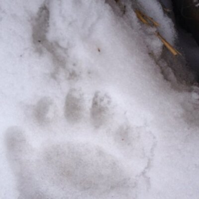 Profile Picture of Carl Jorgensen (@poolrifflerun) on Twitter