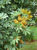 Profile Picture of Heptapleurum arboricolaon Wikipedia